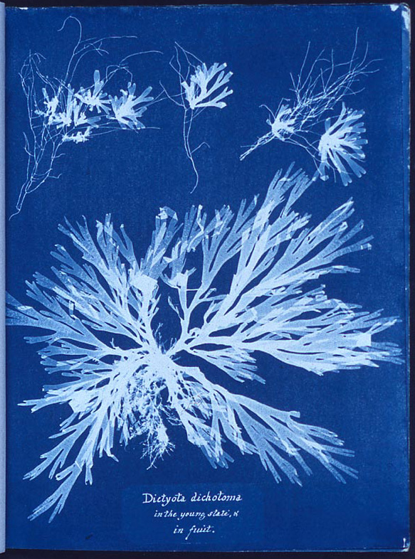 Cyanotype printing and attention activism